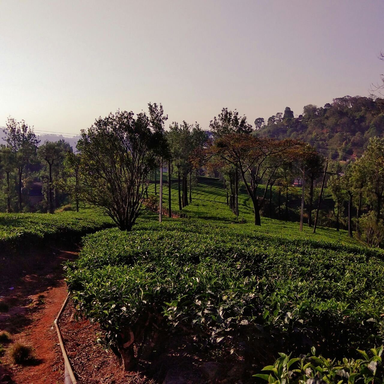 Starlit holidays homes Chithirapuram near Munnar