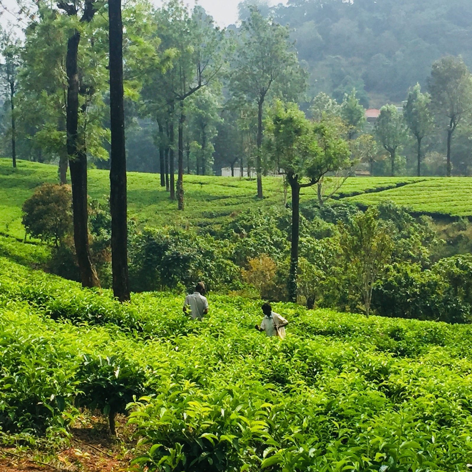 Starlit holidays homes Chithirapuram near Munnar