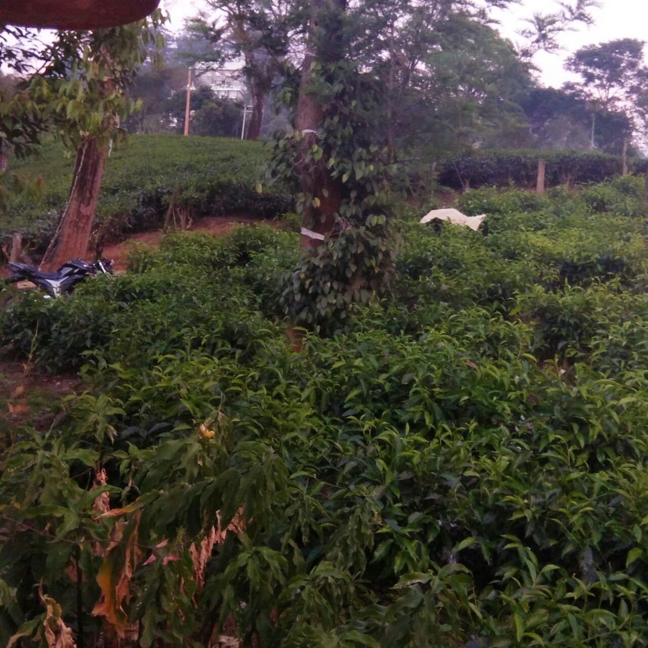 Starlit holidays homes Chithirapuram near Munnar