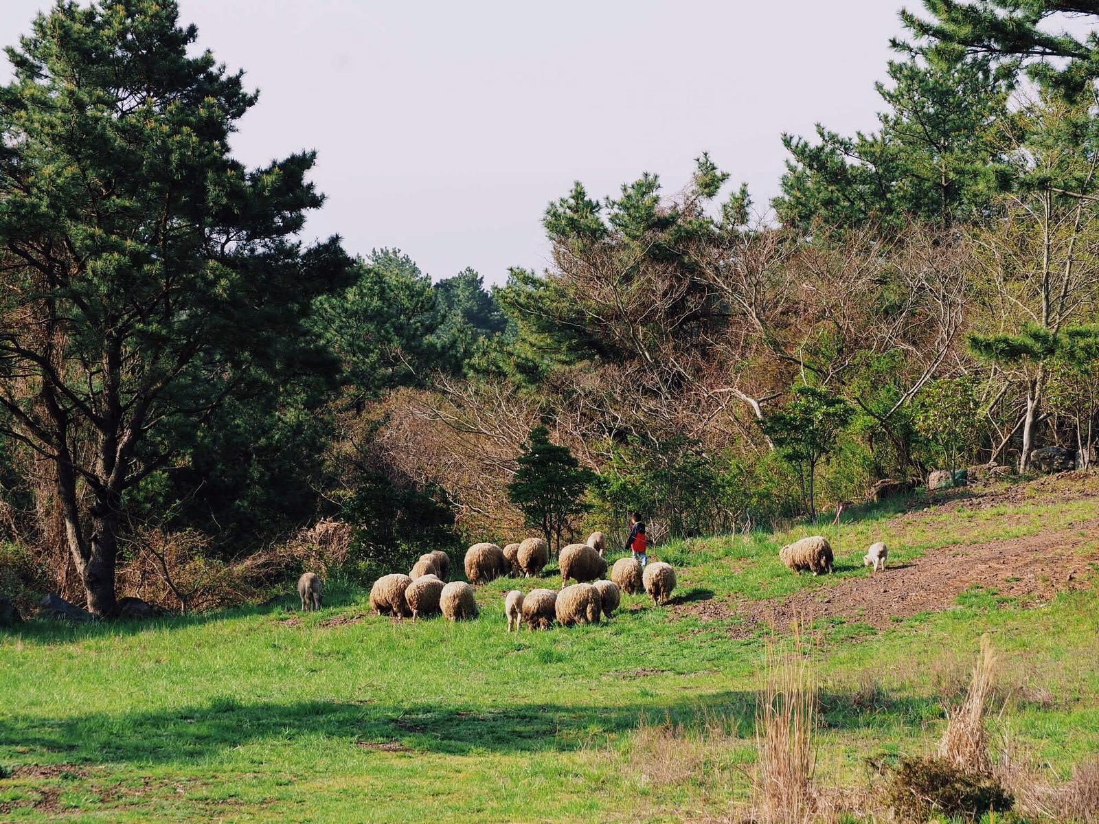 Jeju Yangtte Farm & Pension