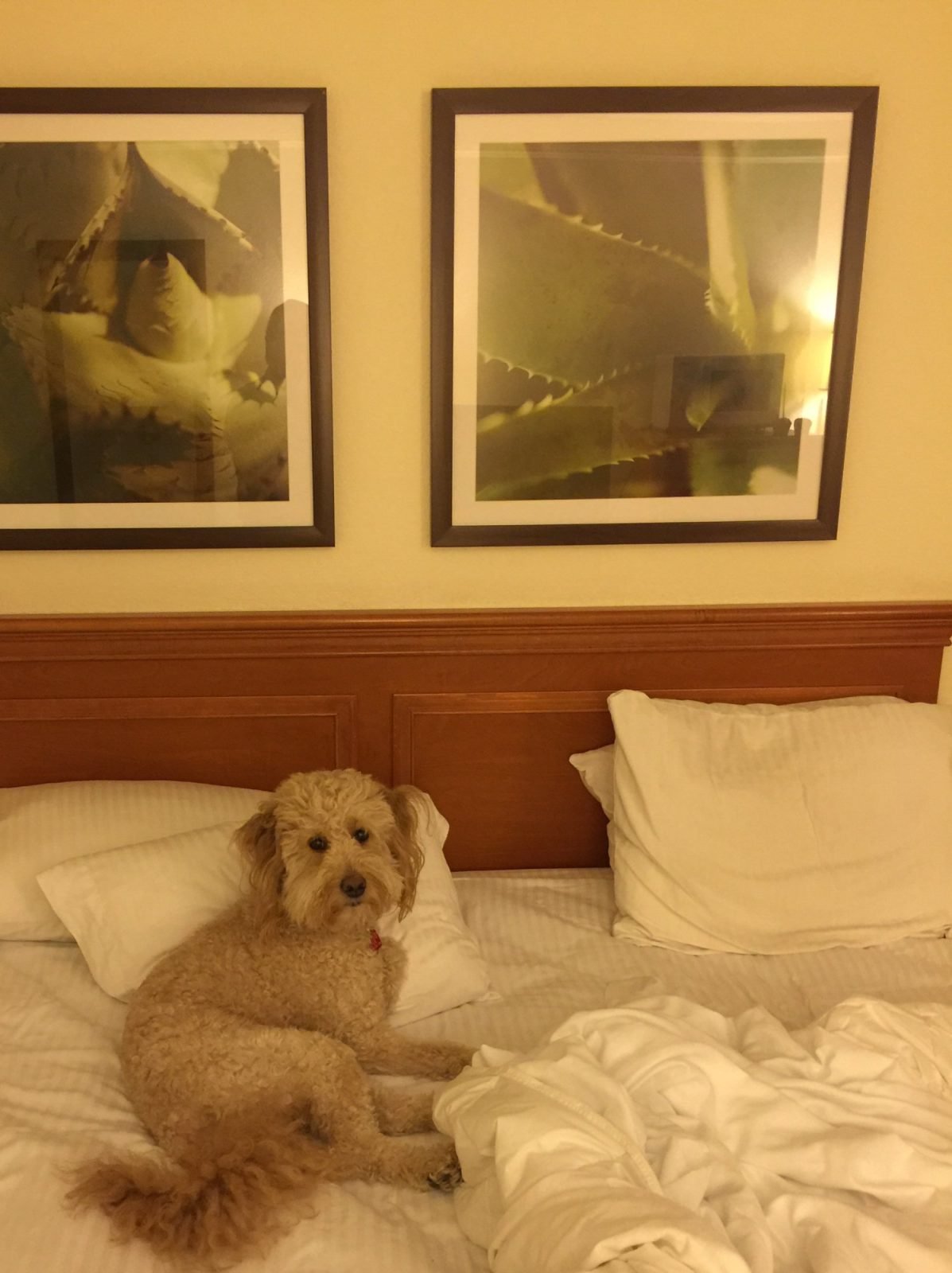 la quinta inn and suites salt lake city layton