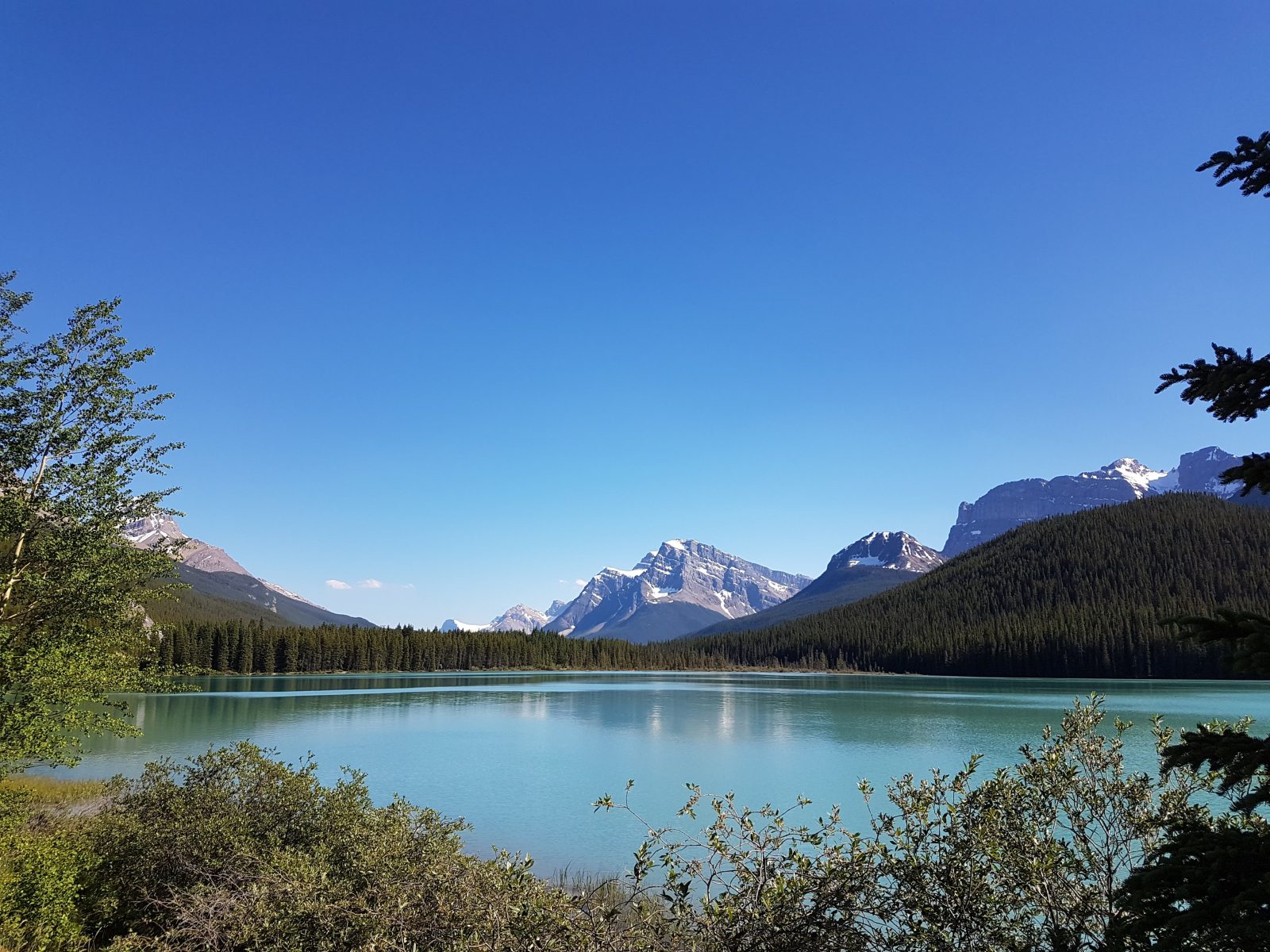 Waterfowl Lake Campground