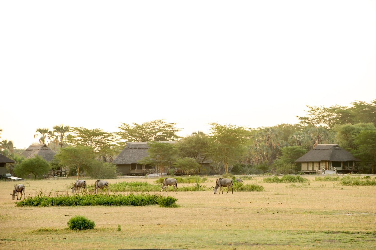 maramboi tented camp hotel tarangire national park
