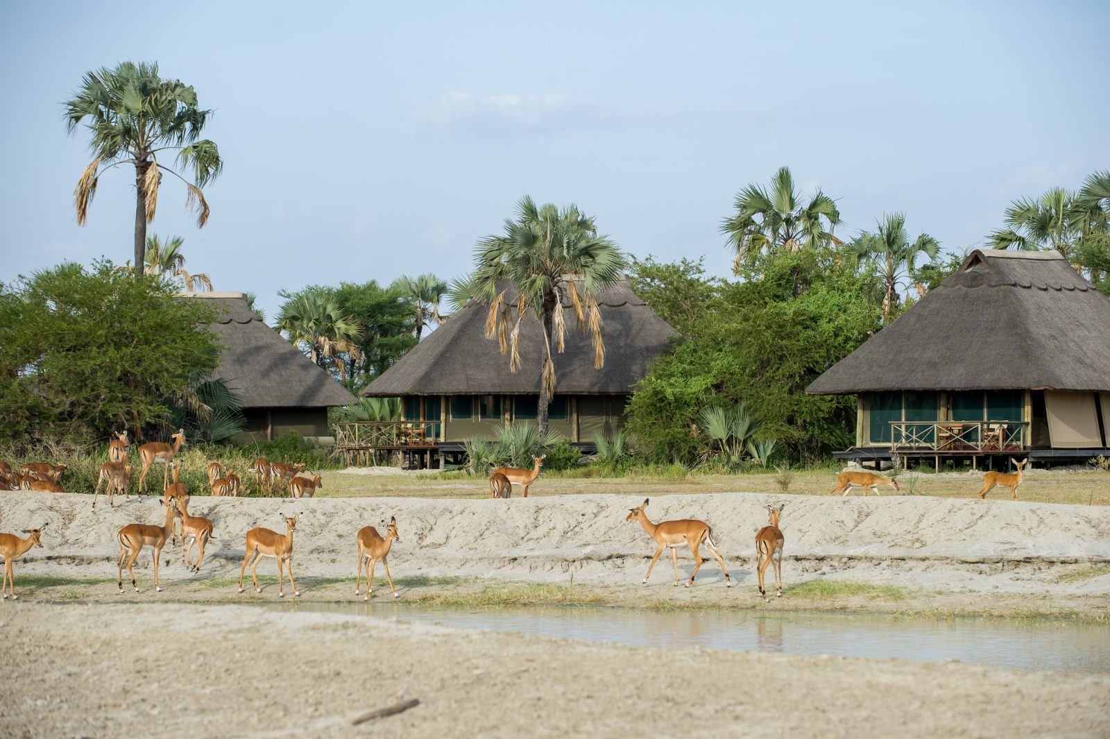 maramboi tented camp hotel tarangire national park