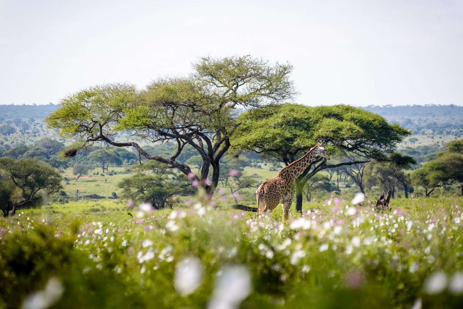 sanctuary swala hotel tarangire national park