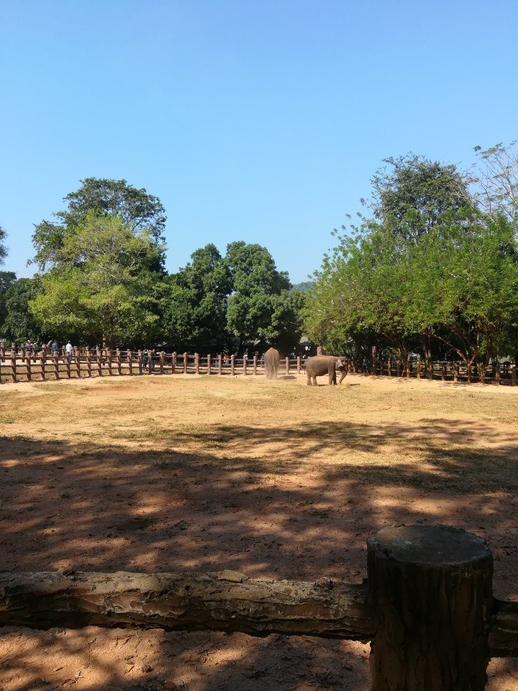 Dambulla Village