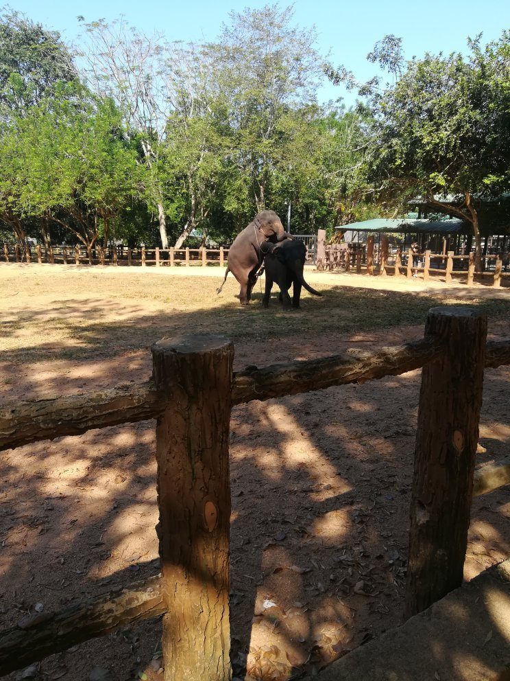 Dambulla Village