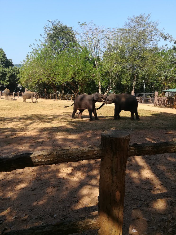 Dambulla Village