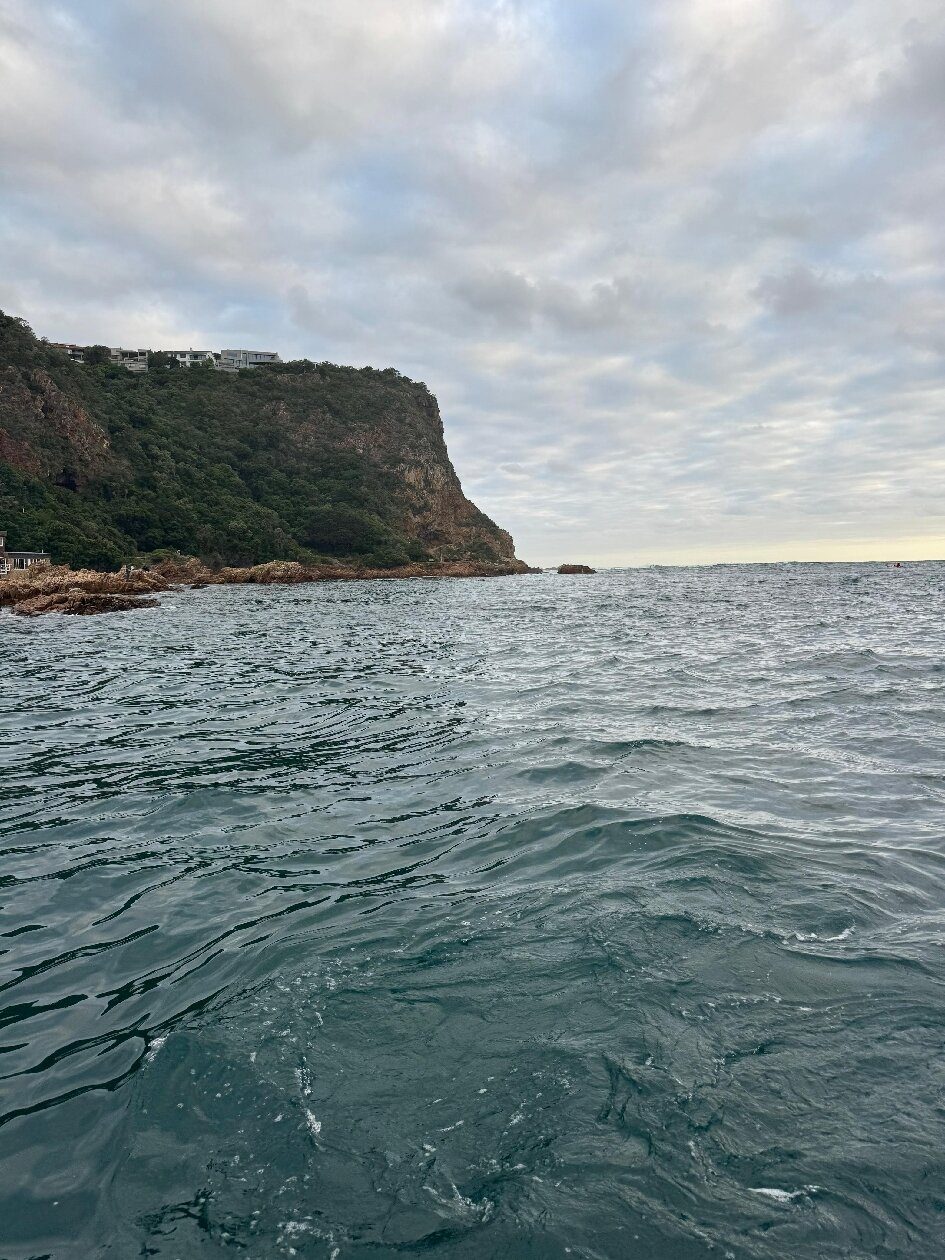 Blue Fern of Knysna