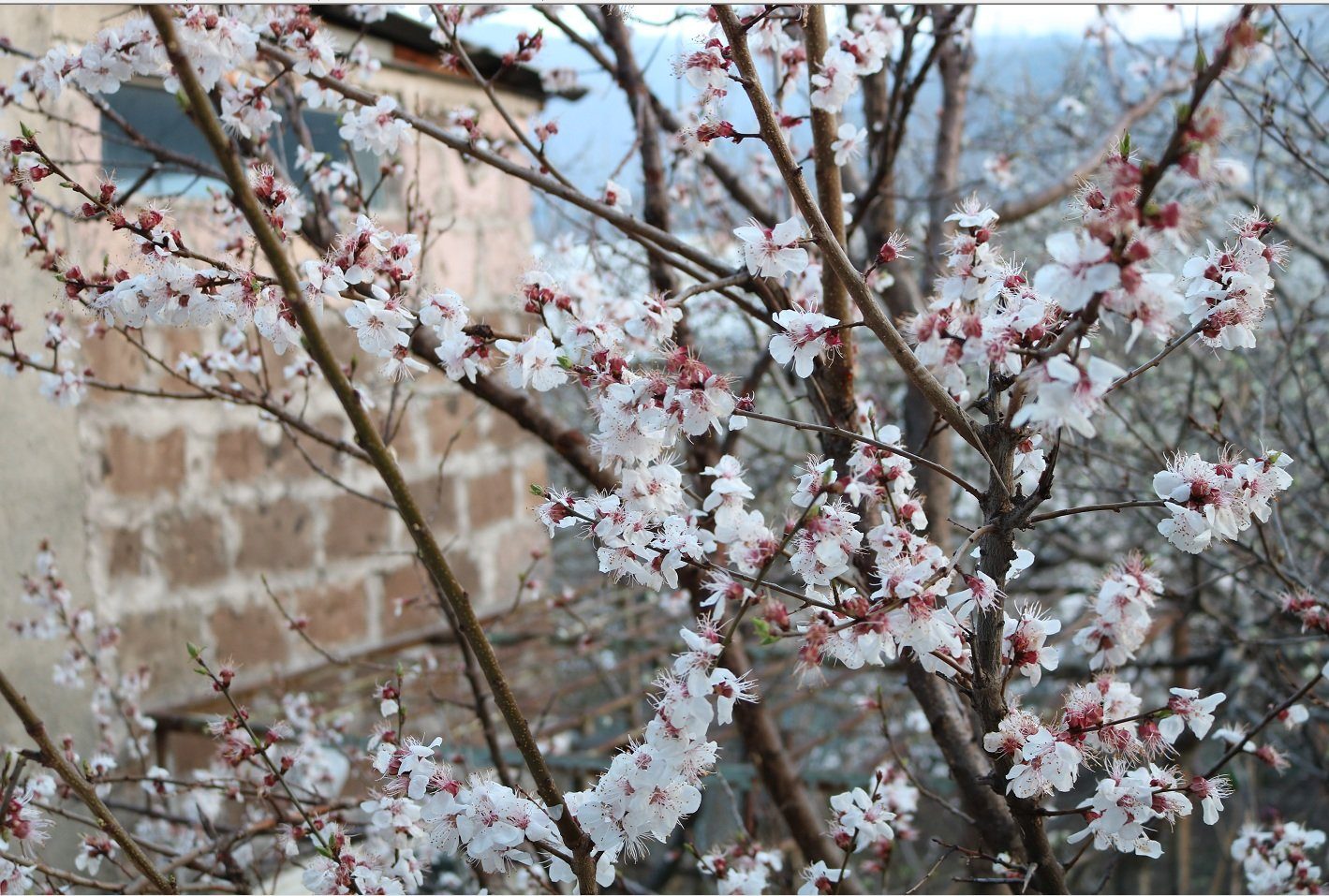 Vanadzor Guest House