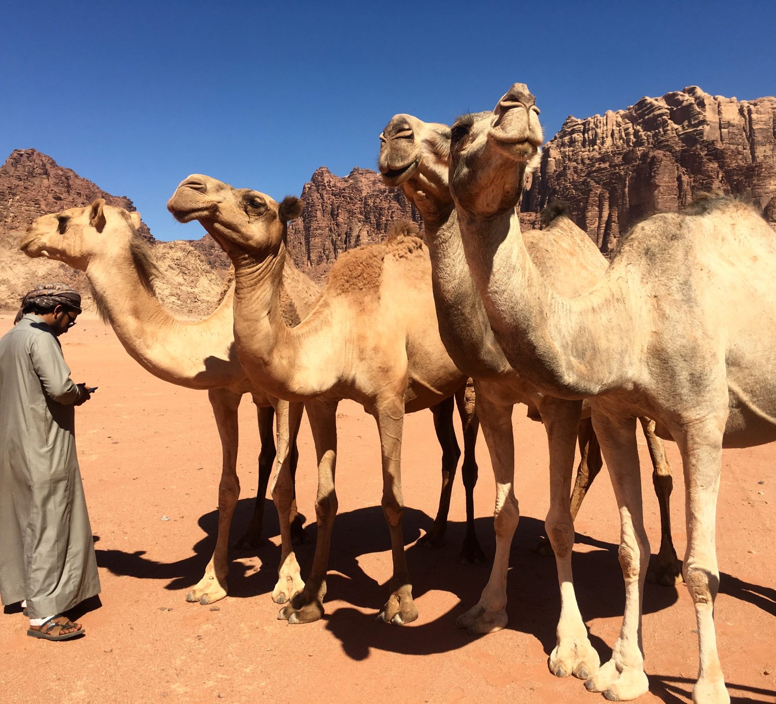 Wadi Rum Flowers Camp