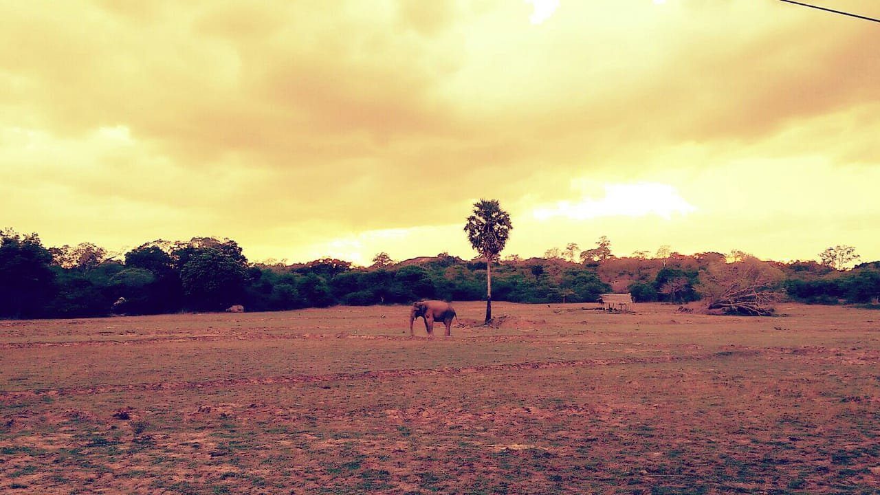 #Space Garden Hostel Arugam Bay