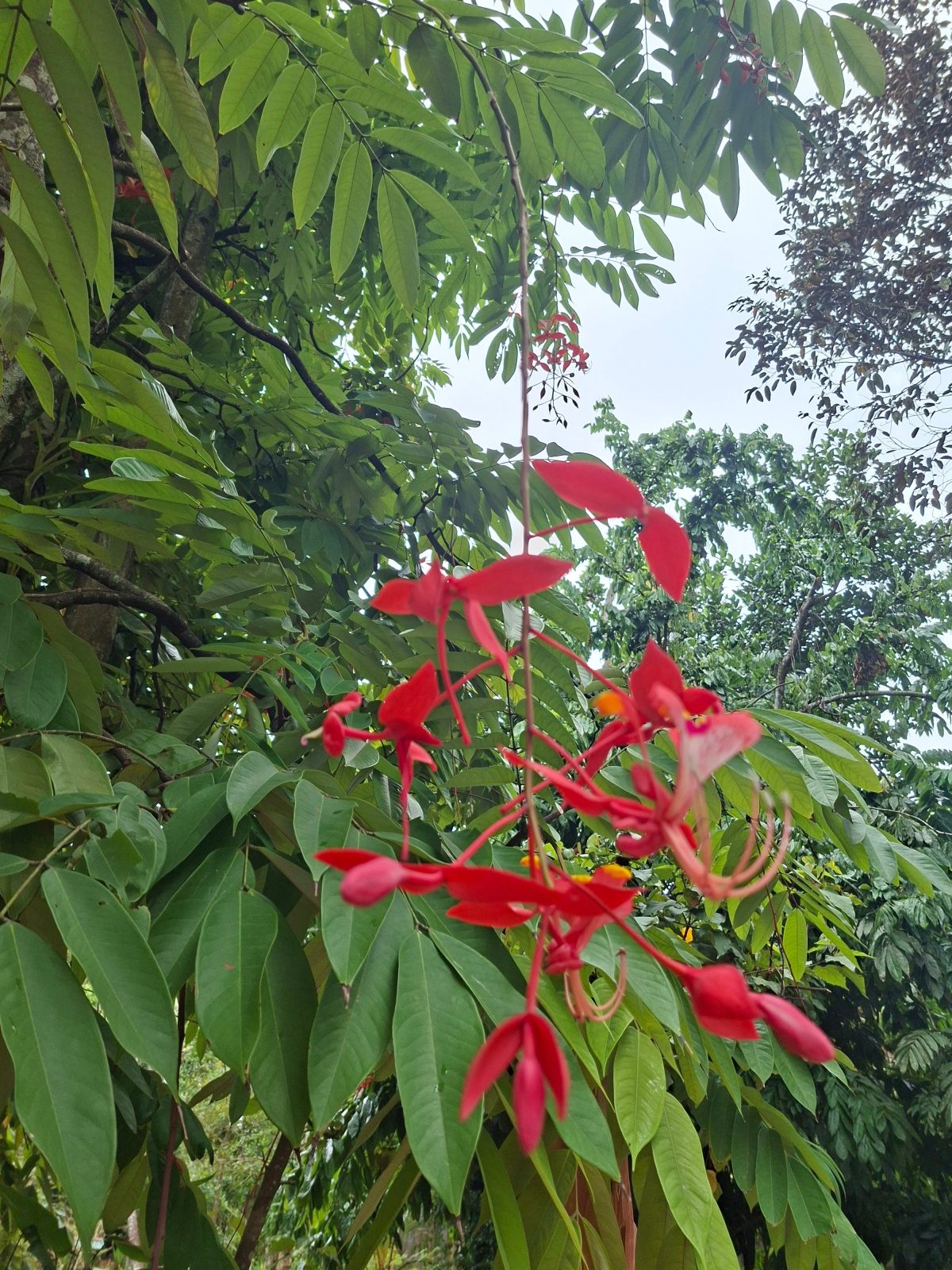 Unawatuna Villa Orchid