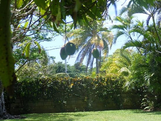 mammee bay villas hotel ocho rios