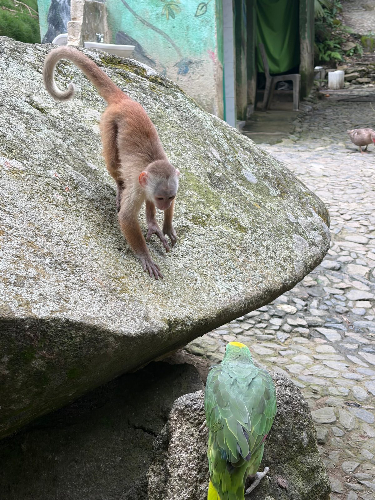 La Cima Tayrona