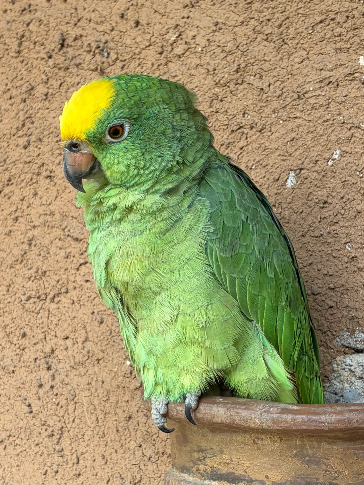 La Cima Tayrona