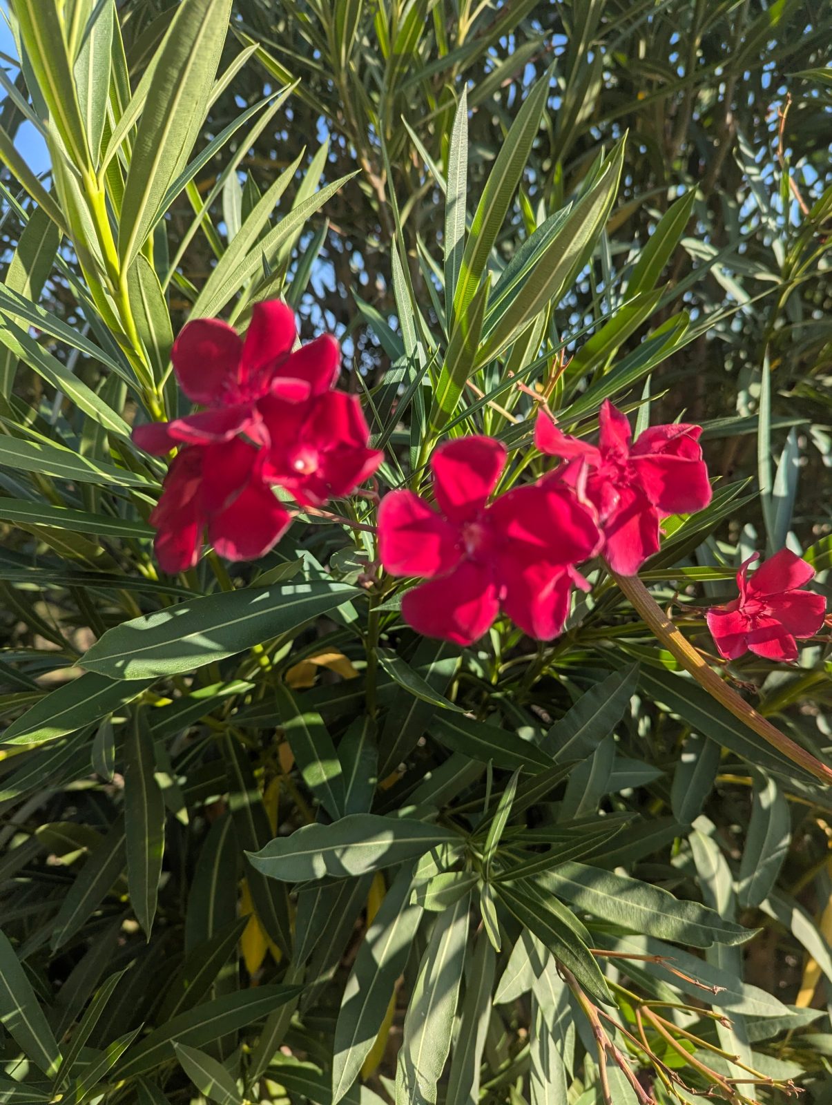 Tivoli Alvor Algarve Resort