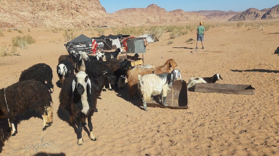 Wadi Rum Stars Tour With Camping
