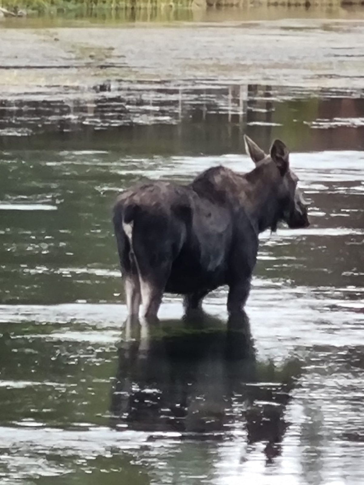 SpringHill Suites by Marriott Island Park Yellowstone