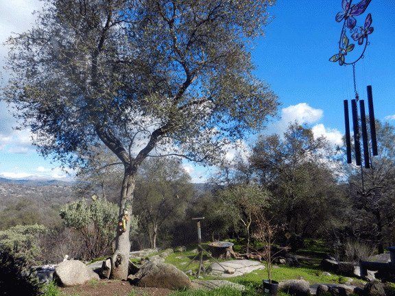 Yosemite Nights Bed & Breakfast