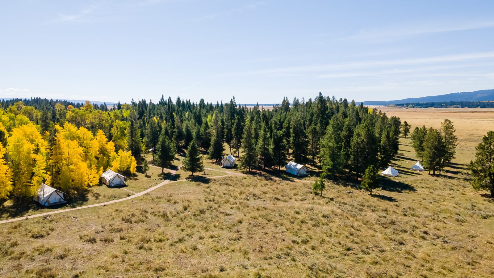 Tammah - Yellowstone