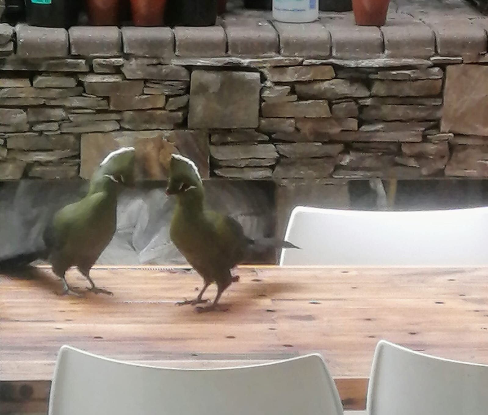 The Phoenix – Knysna