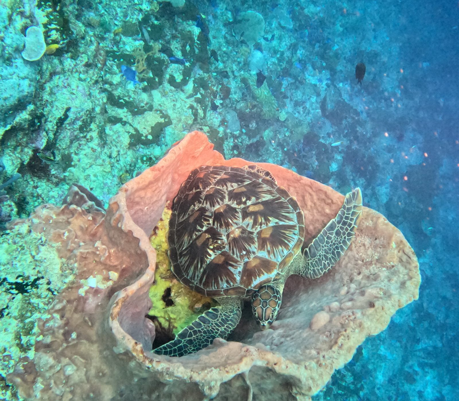 Bunaken Villa Queen's Dive