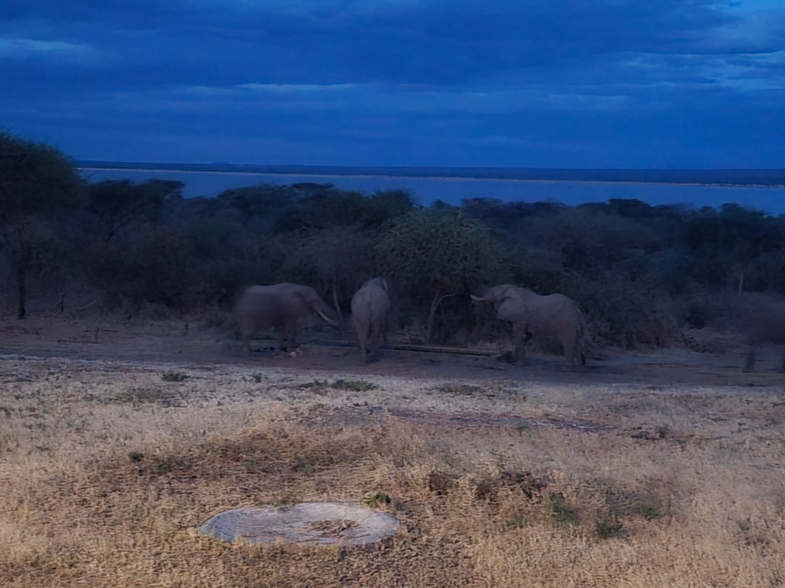 Lake Burunge Tented Lodge - TARANGIRE