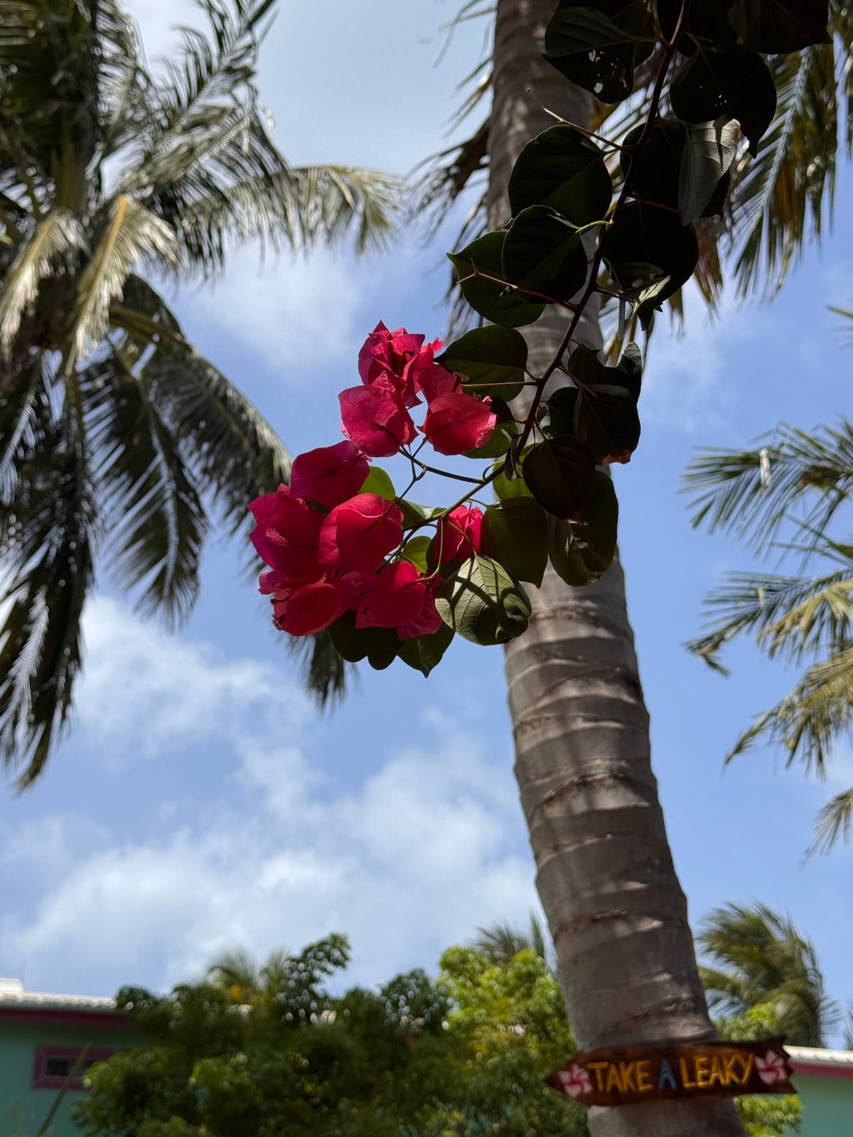 Caye Caulker Boutique Guesthouse