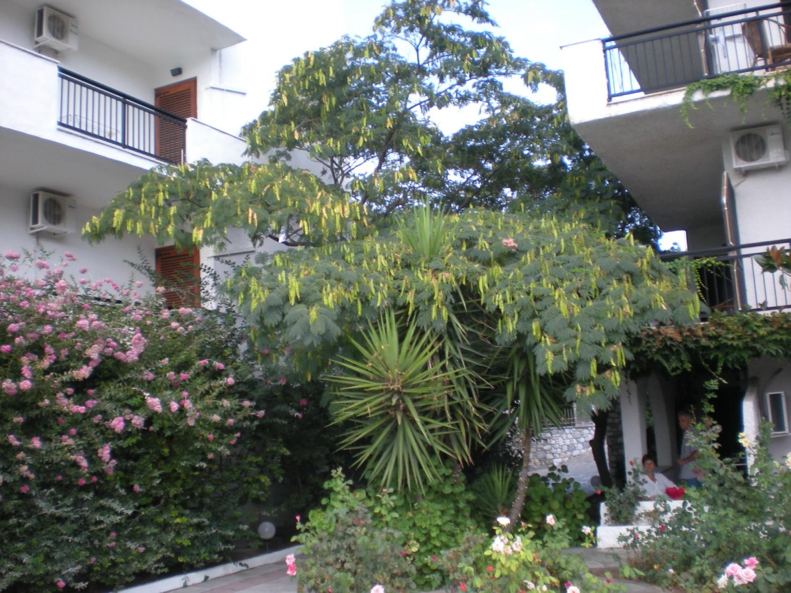 korali apartments hotel skiathos