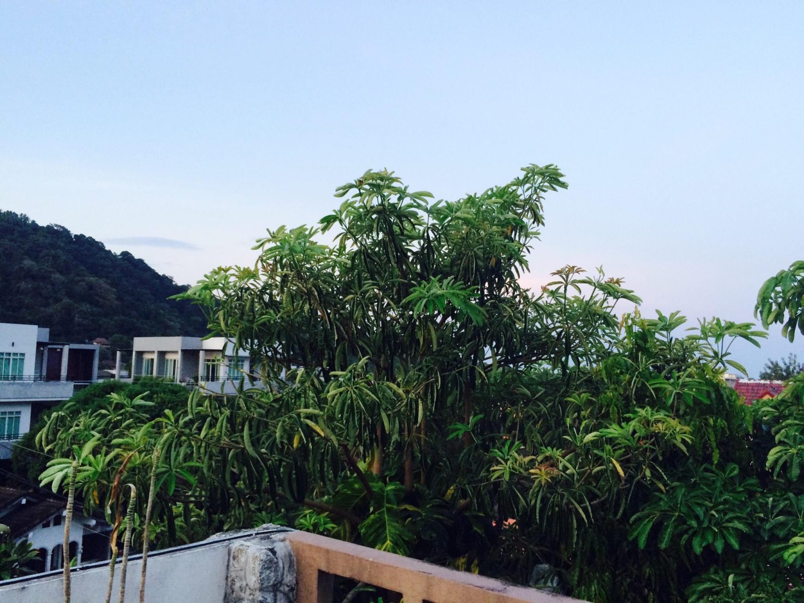 kata beach resort
