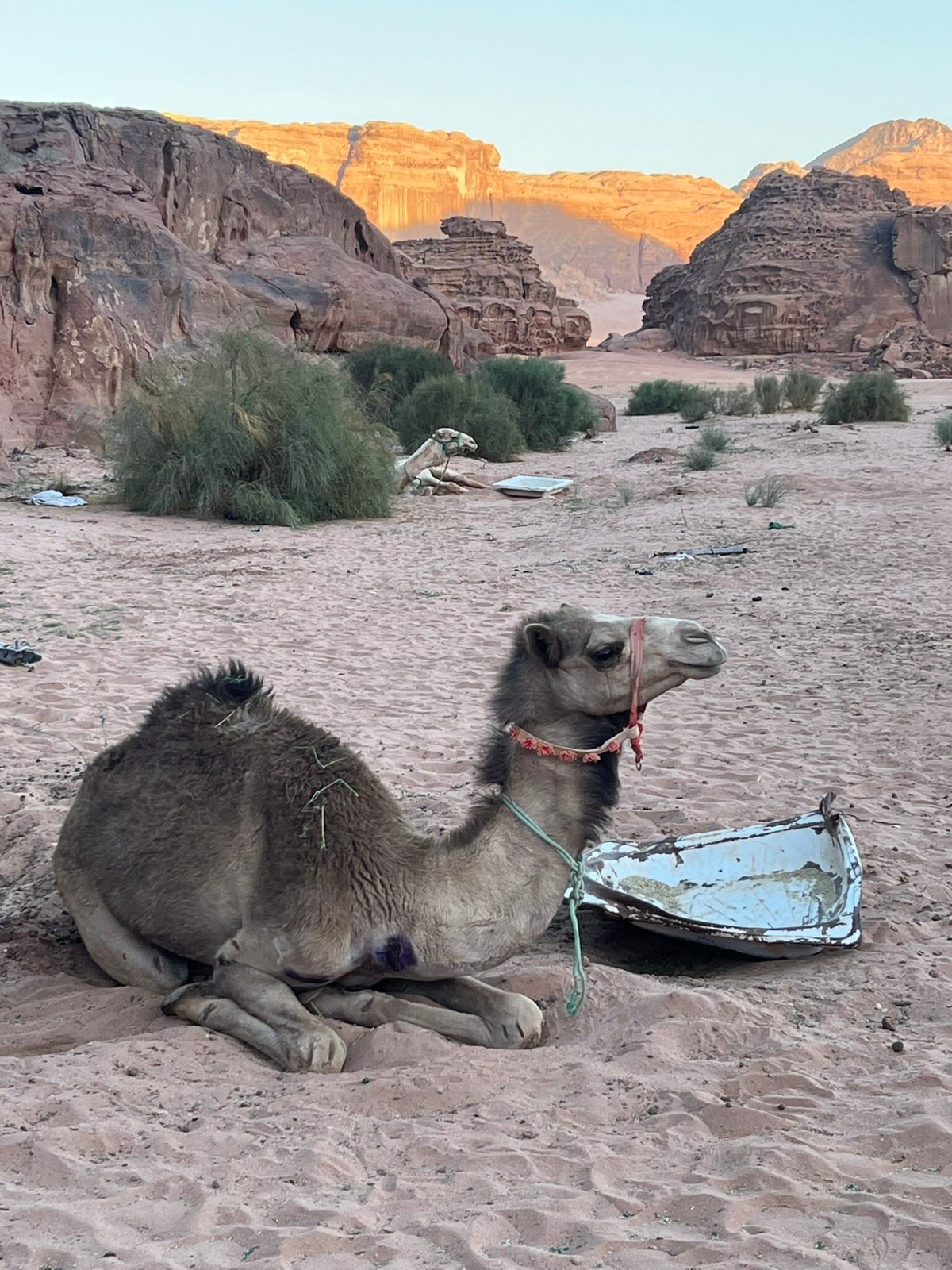 Wadi Rum night soul Camp