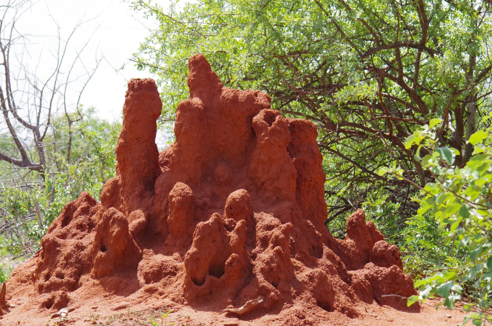 Tsavo River Hippo Safari Lodge & Spa