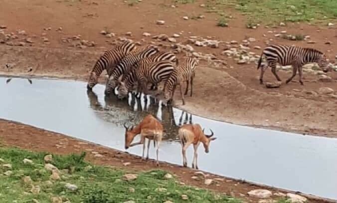 Salt Lick Safari Lodge