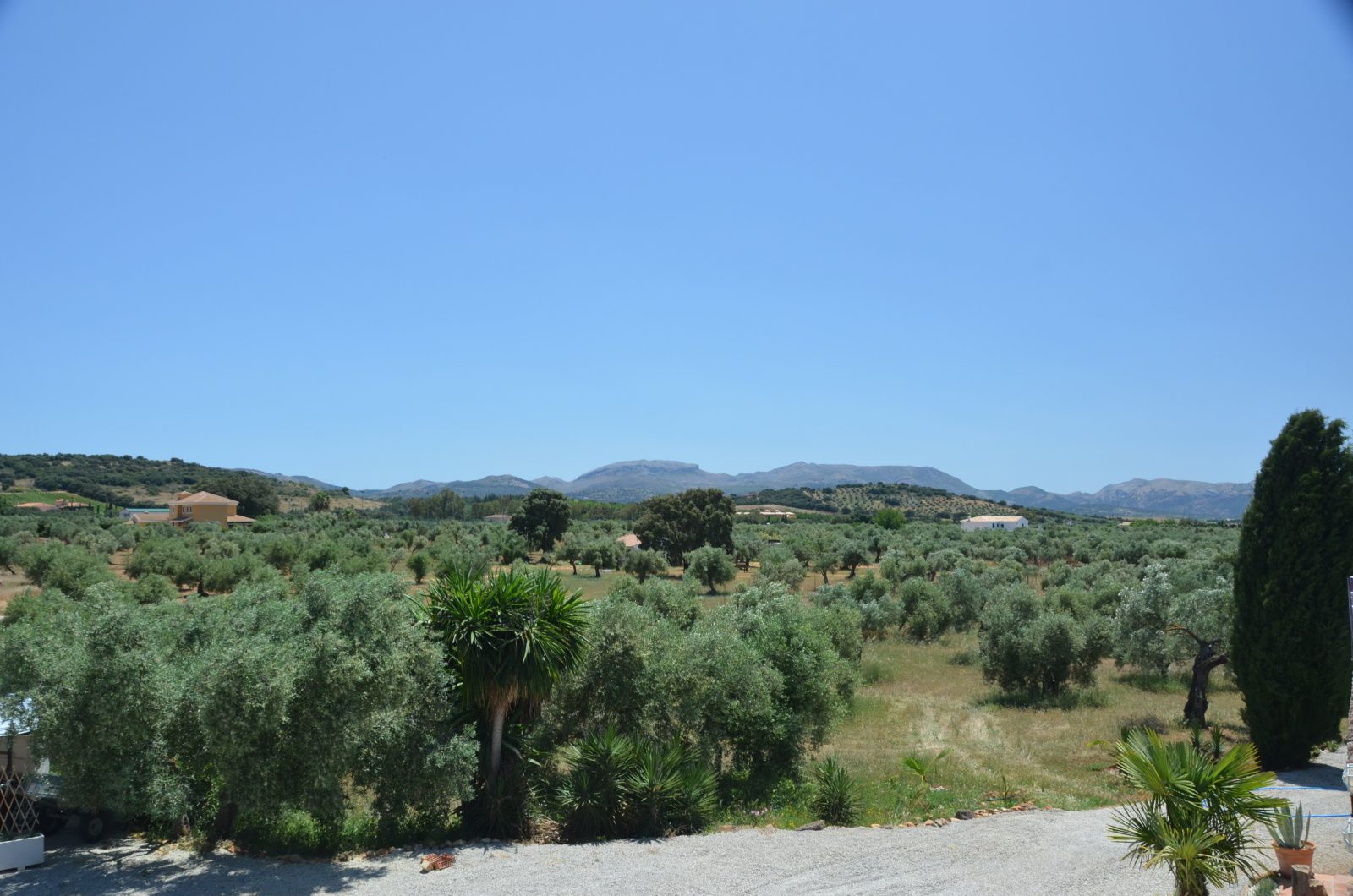 La Guzmana de Ronda