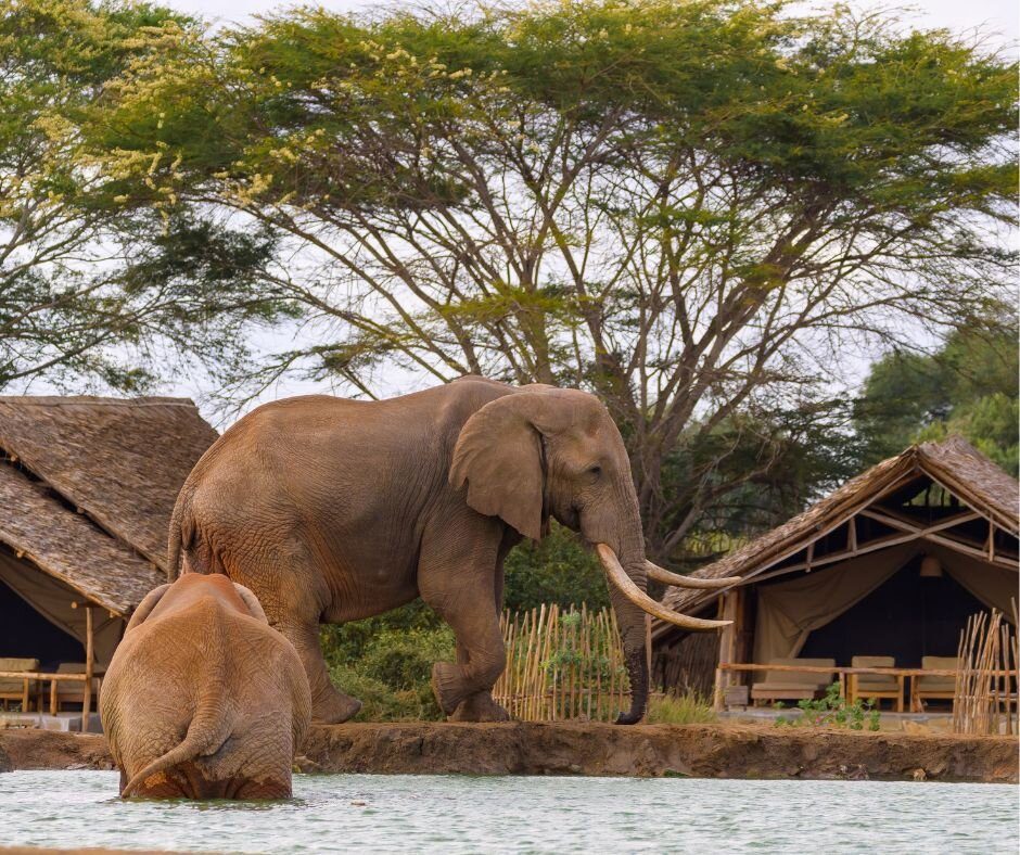 satao luxury tented camp hotel tsavo national park east