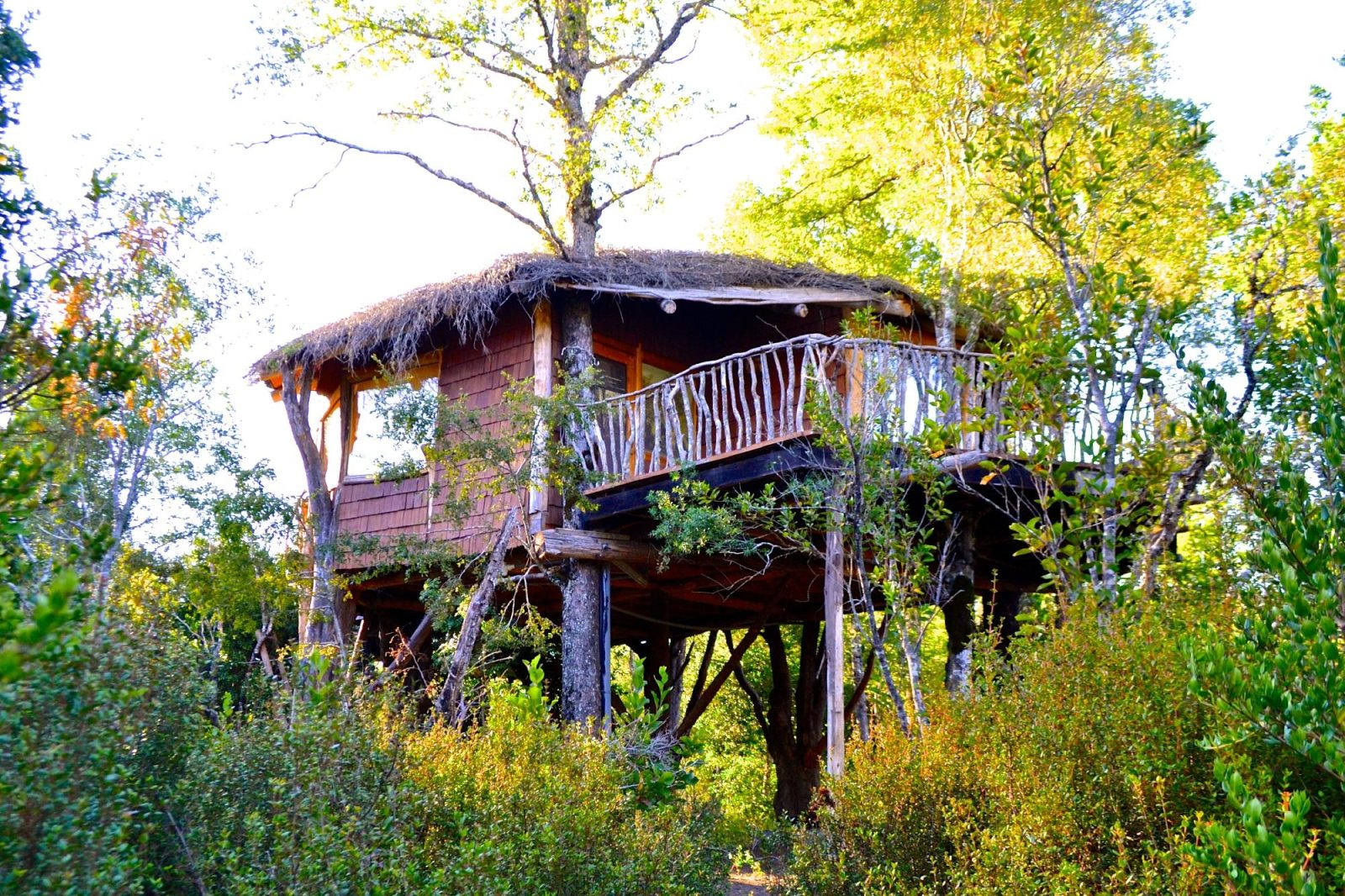 Tree Lodge Nidos de Pucon