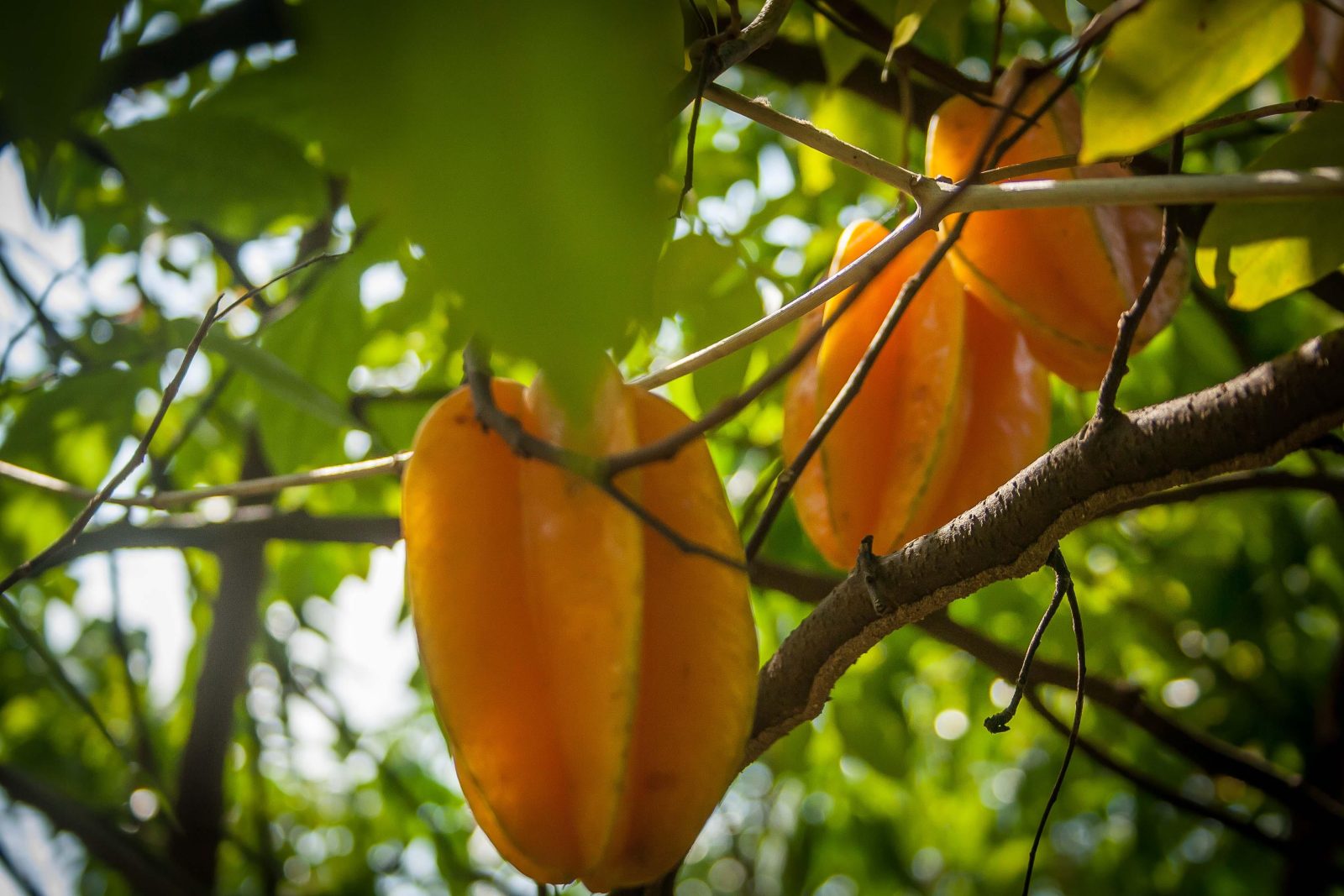 Bosques Del Tayrona EcoHabs