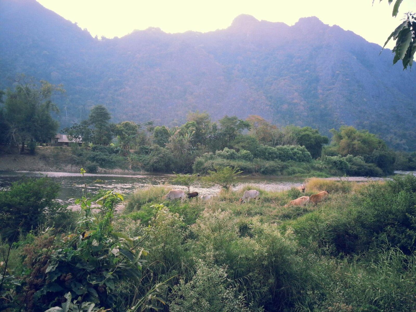 vangviang organic farm hotel vang vieng