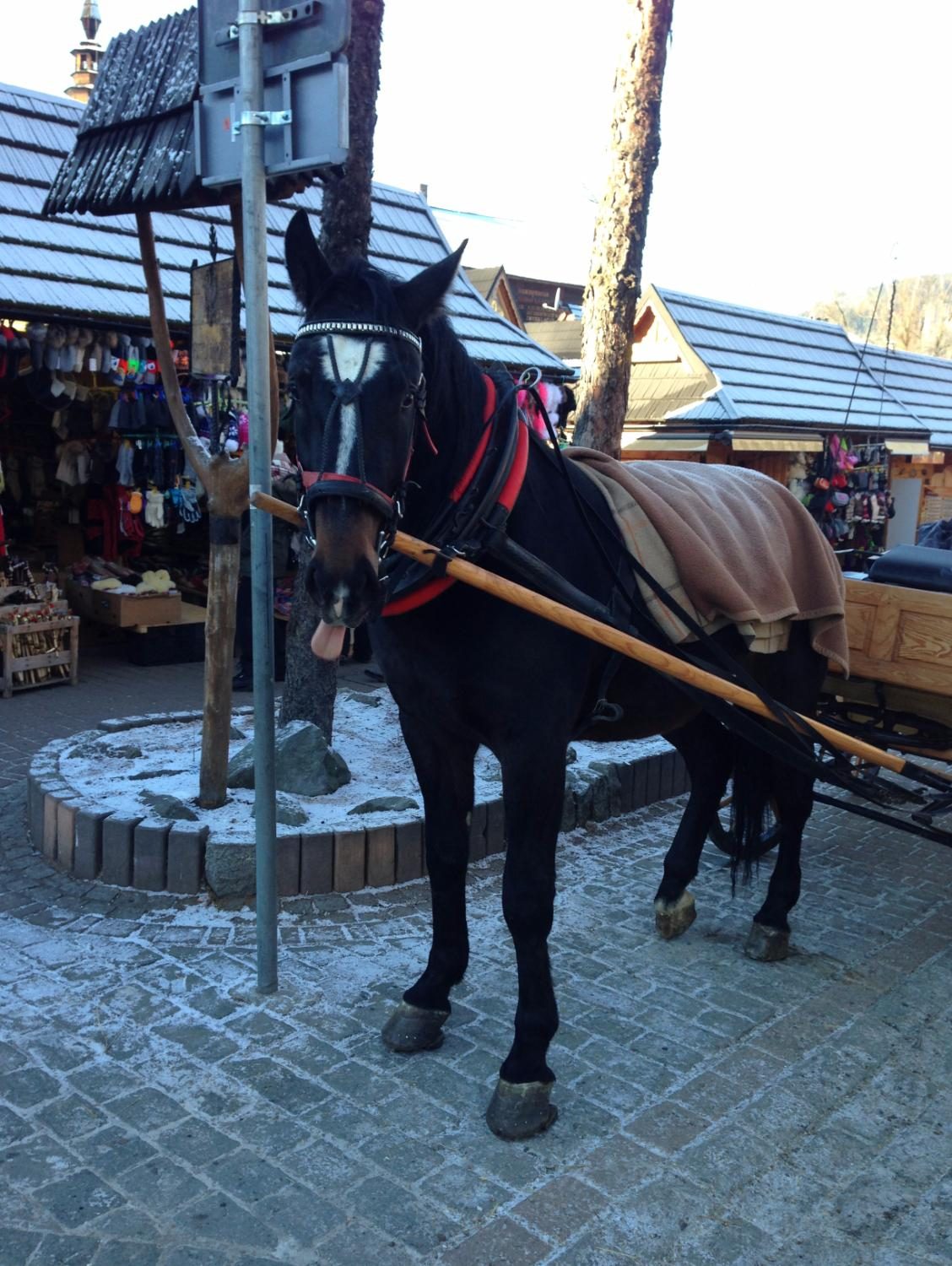 Zakopane Stop