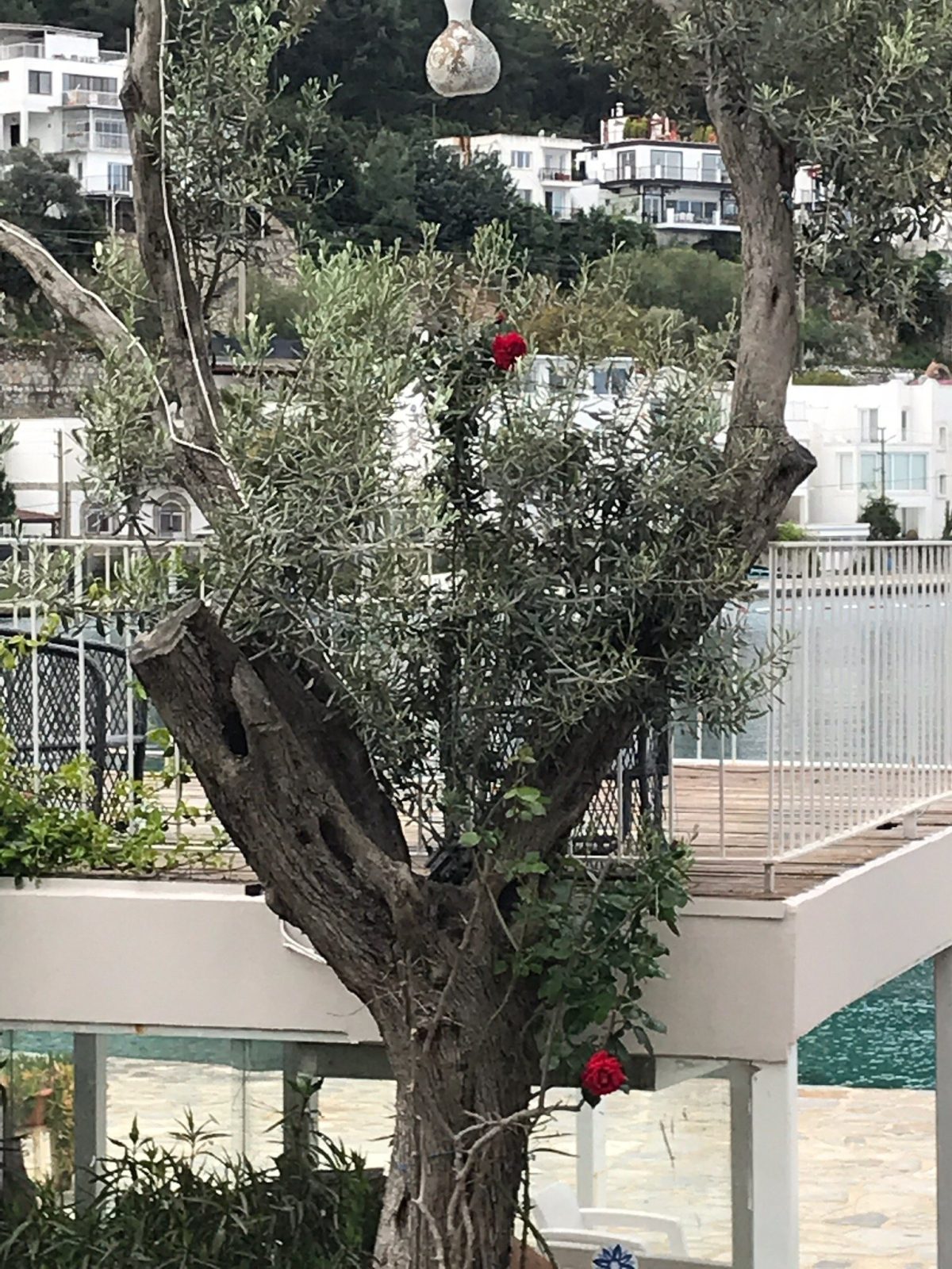 Zena Hotel Bodrum