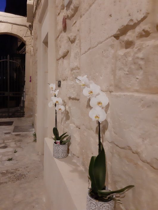 Fjore di Lecce