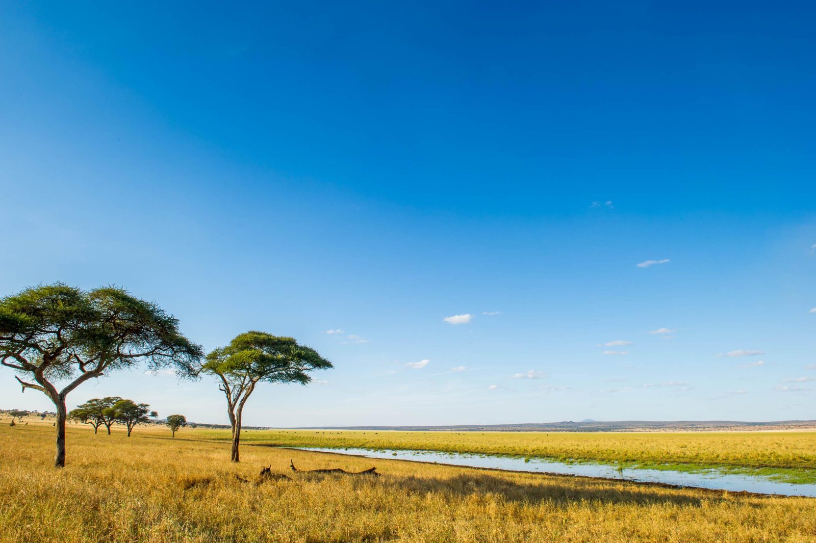 Kuro Tarangire, Nomad Tanzania