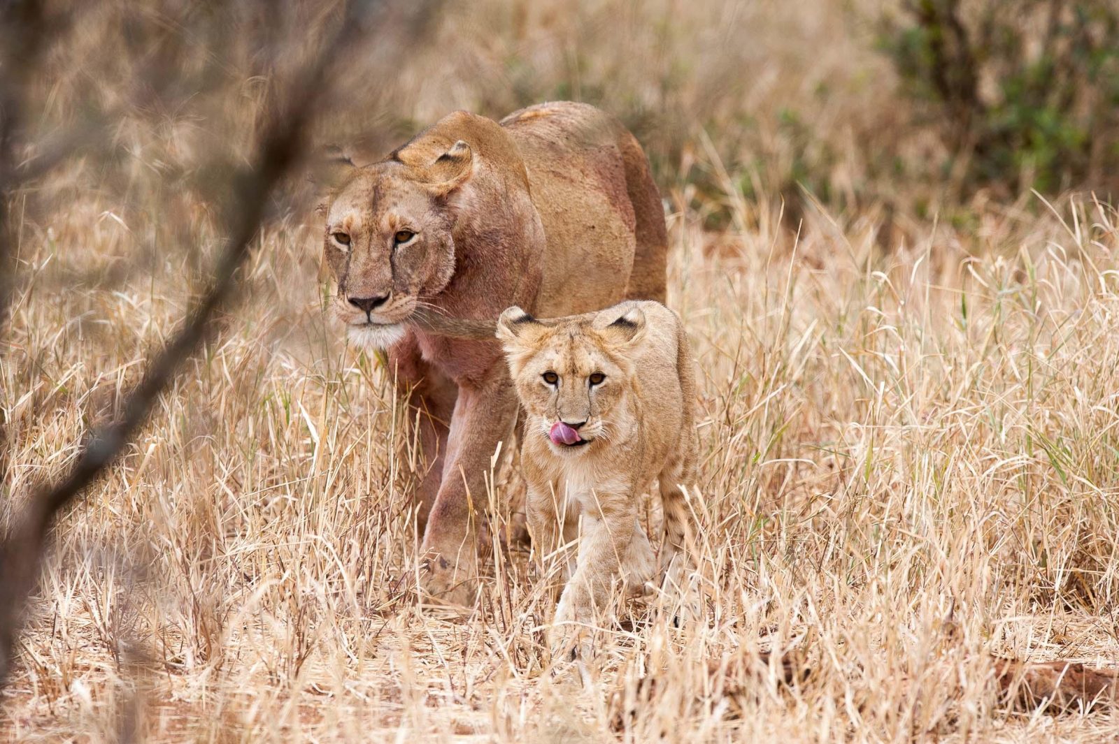 Kuro Tarangire, Nomad Tanzania