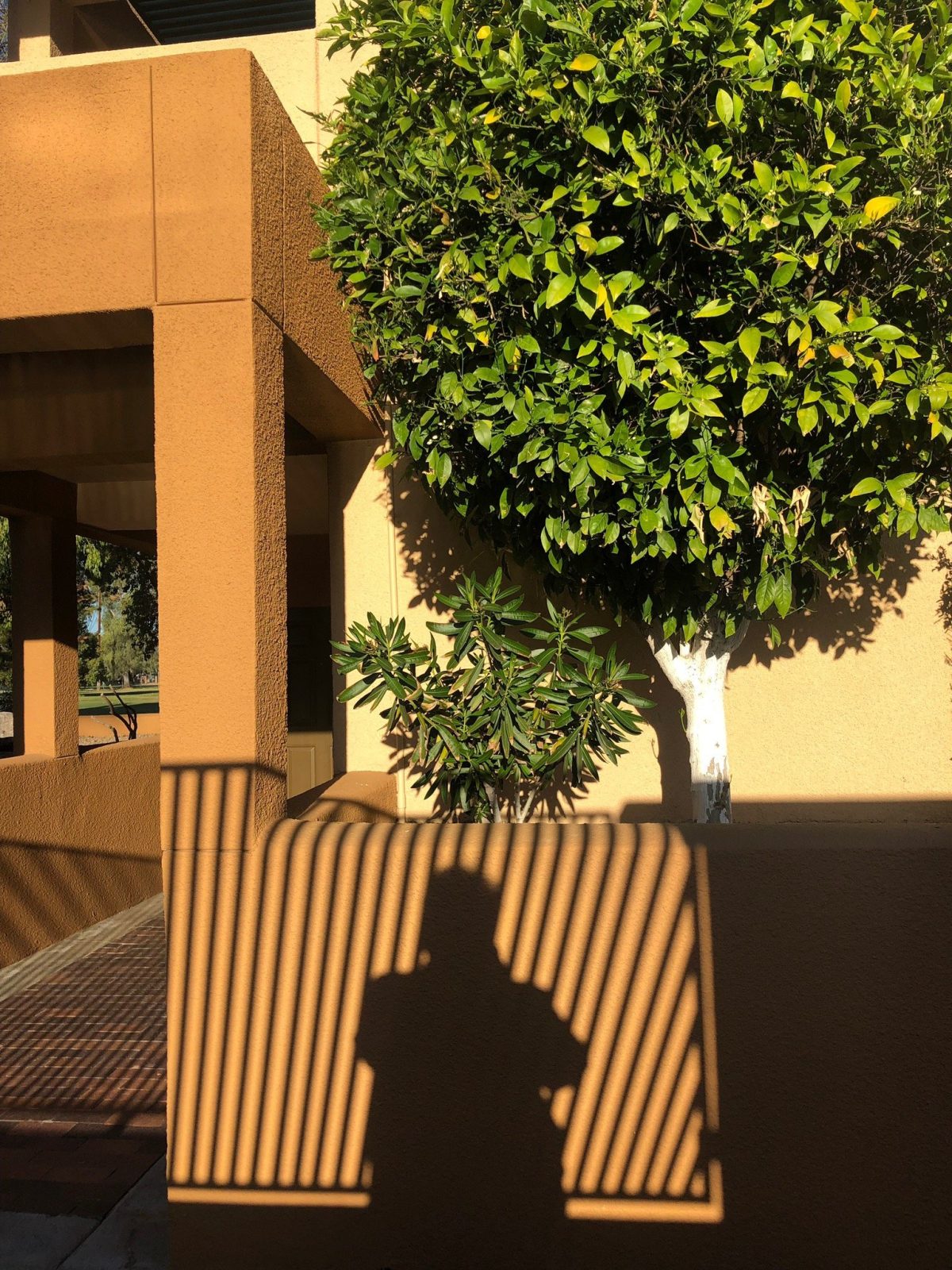 orange tree hotel