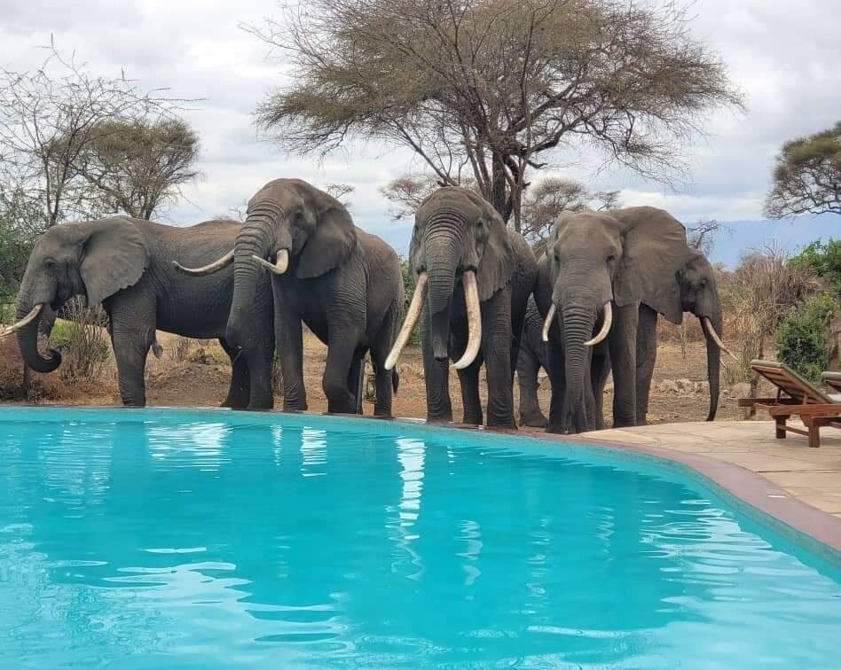 Tarangire Simba Lodge