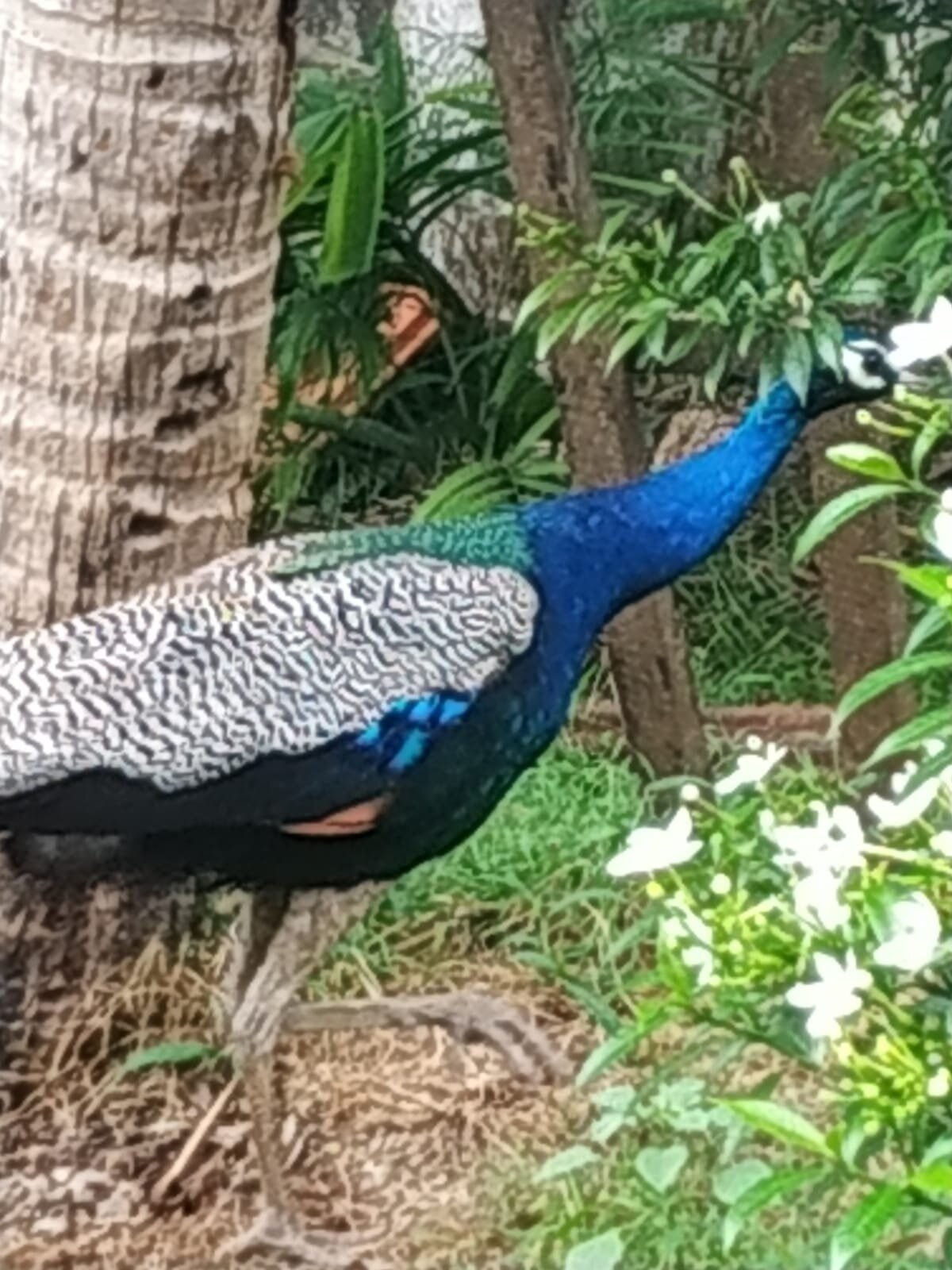 Unawatuna Backpacker Lodge